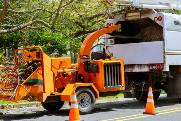 Best Tree Health Inspection  in Clatskanie, OR