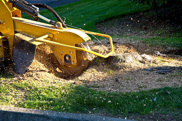 How Our Tree Care Process Works  in  Clatskanie, OR